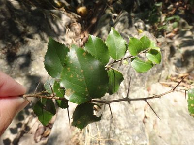 Xylosma congesta, photographed by 呂一起(Lyu yi-chi)