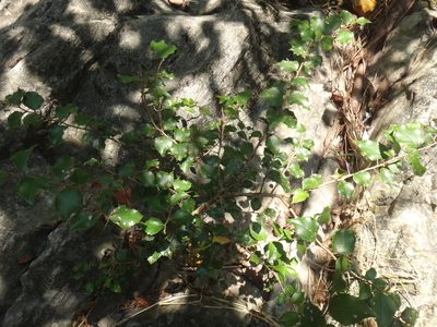Xylosma congesta, photographed by 呂一起(Lyu yi-chi)