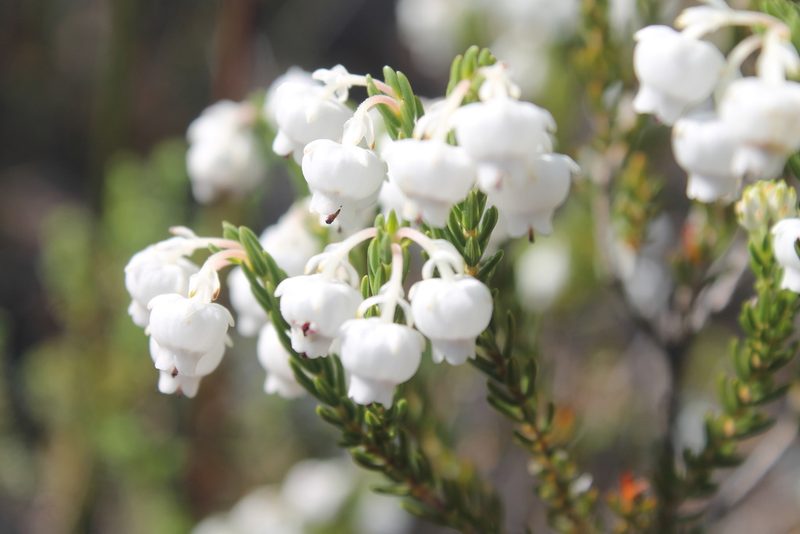 Erica syngenesia, photographed by Rebecca Ryen-Stols