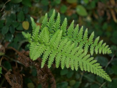 Sitobolium hirsutum, photographed by Jacy Chen