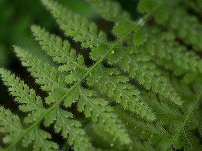 Sitobolium hirsutum, photographed by Jacy Chen