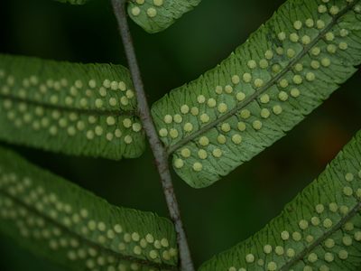 Dryopteris scottii, photographed by Jacy Chen