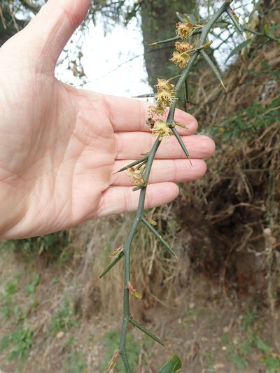 Prinsepia utilis, photographed by John Brew