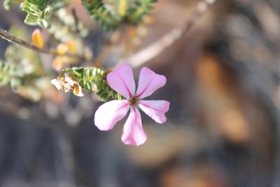 Acmadenia tetragona, photographed by Rebecca Ryen-Stols
