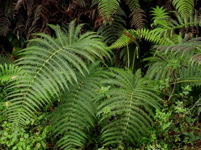 Glaphyropteridopsis erubescens, photographed by Jacy Chen
