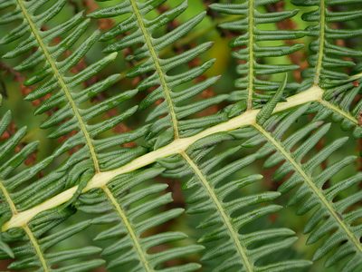 Glaphyropteridopsis erubescens, photographed by Jacy Chen