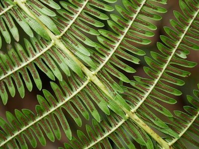 Glaphyropteridopsis erubescens, photographed by Jacy Chen