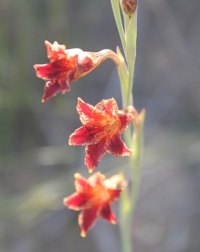 Gladiolus emiliae, photographed by Rebecca Ryen-Stols