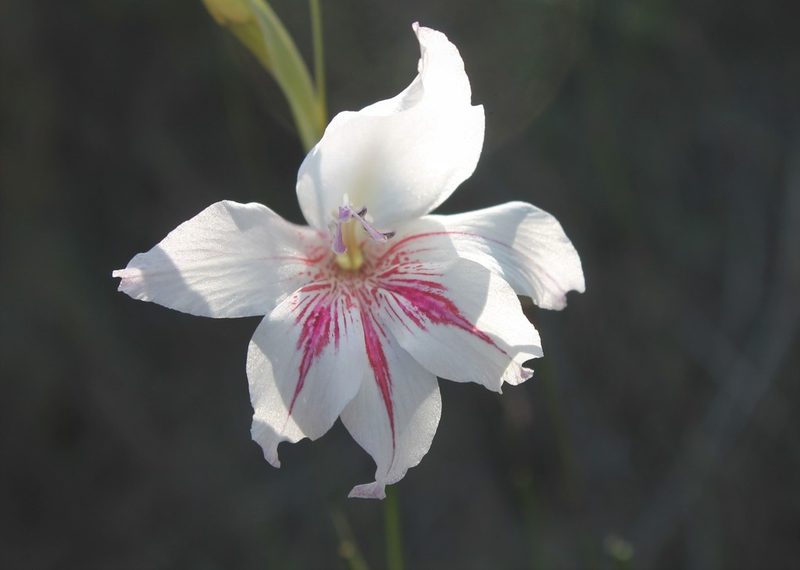 Gladiolus roseovenosus, photographed by Rebecca Ryen-Stols