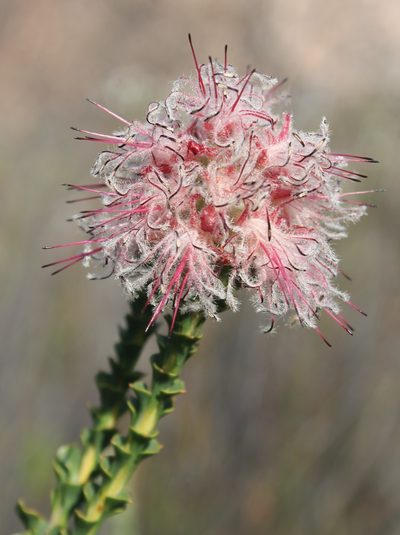 Paranomus longicaulis, photographed by Rebecca Ryen-Stols