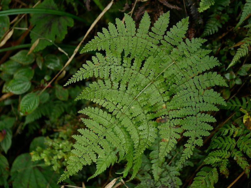 Dryopteris paleolata, photographed by Jacy Chen