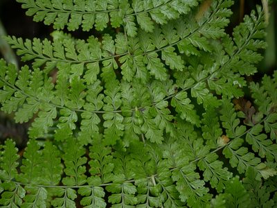 Dryopteris paleolata, photographed by Jacy Chen