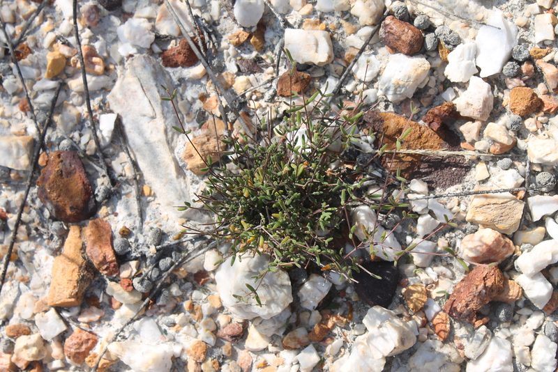 Drosanthemum gracillimum, photographed by Rebecca Ryen-Stols