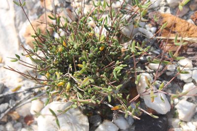 Drosanthemum gracillimum, photographed by Rebecca Ryen-Stols