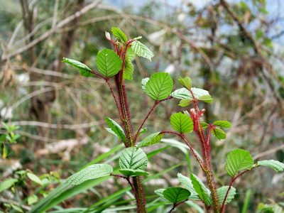 Rubus wallichianus, photographed by Jacy Chen