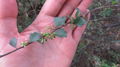 Schinus engleri, photographed by demianlescano