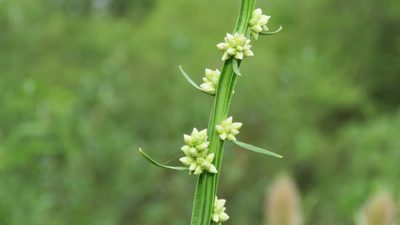 Baccharis phyteumoides, photographed by demianlescano