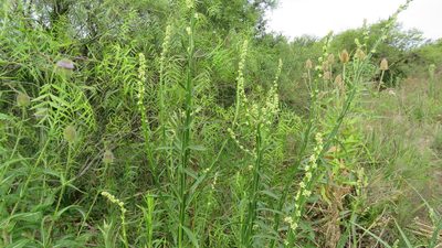 Baccharis phyteumoides, photographed by demianlescano