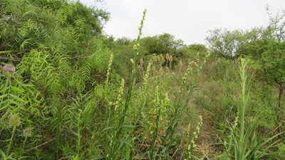 Baccharis phyteumoides, photographed by demianlescano