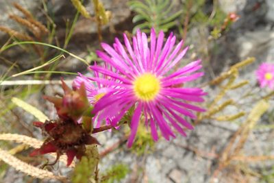 Erepsia anceps, photographed by Peter Warren
