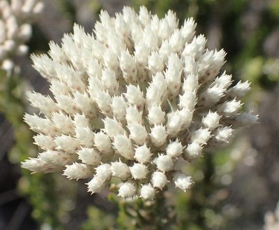 Metalasia pallida, photographed by Nicola van Berkel