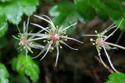 Coptis laciniata, photographed by Ed Alverson