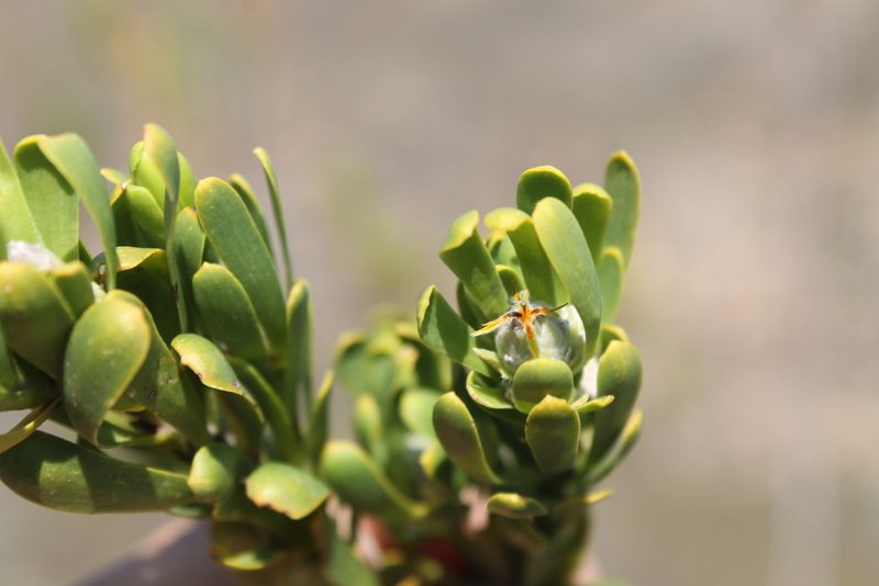 Leucadendron ericifolium, photographed by Rebecca Ryen-Stols