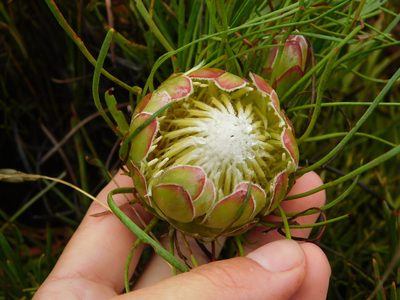 Protea montana, photographed by Rebecca Ryen-Stols