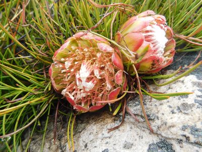 Protea montana, photographed by Rebecca Ryen-Stols