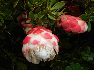 Protea venusta, photographed by Rebecca Ryen-Stols