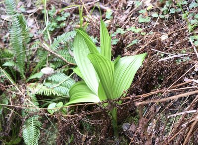 Veratrum fimbriatum, photographed by Karen and Mike