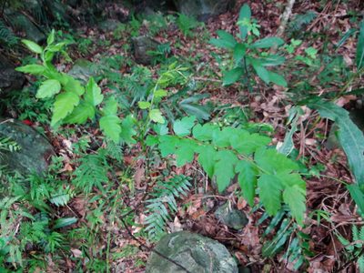 Eurycorymbus cavaleriei, photographed by 呂一起(Lyu yi-chi)