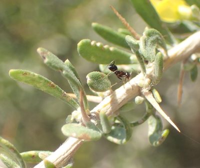 Aspalathus spinosa, photographed by Nicola van Berkel