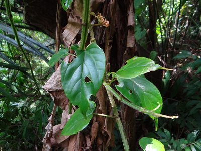 Cissus pteroclada, photographed by 呂一起(Lyu yi-chi)