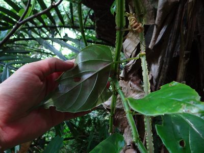 Cissus pteroclada, photographed by 呂一起(Lyu yi-chi)