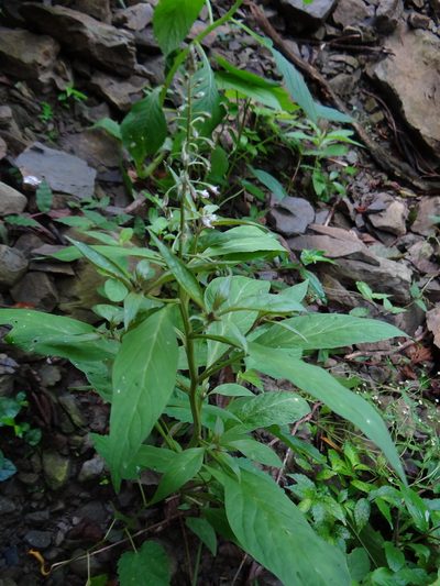 Lysimachia decurrens, photographed by 呂一起(Lyu yi-chi)