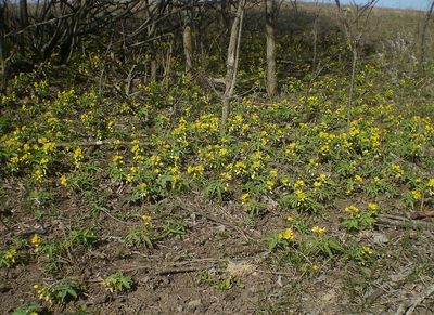 Gymnospermium odessanum, photographed by Roman