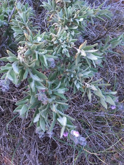 Lepechinia fragrans, photographed by Adam J. Searcy
