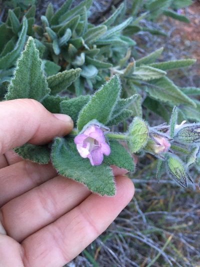 Lepechinia fragrans, photographed by Adam J. Searcy