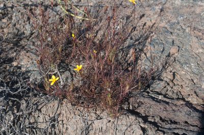 Pectis tenuifolia, photographed by Ryan McMinds