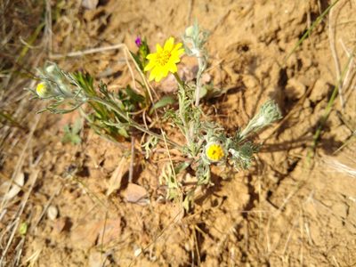 Pseudobahia heermannii, photographed by Jonathan Vaughn