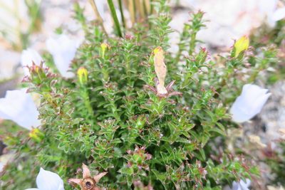 Roella recurvata, photographed by Diana Studer