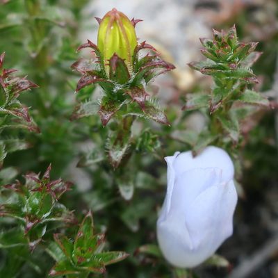 Roella recurvata, photographed by Diana Studer
