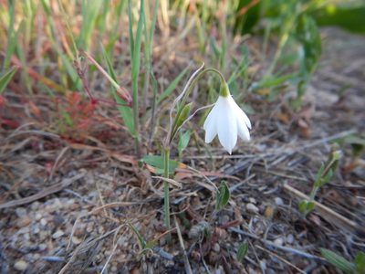 Acis trichophylla, photographed by Duarte Frade