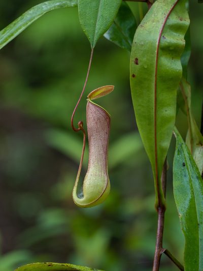 Nepenthes distillatoria, photographed by William Stephens