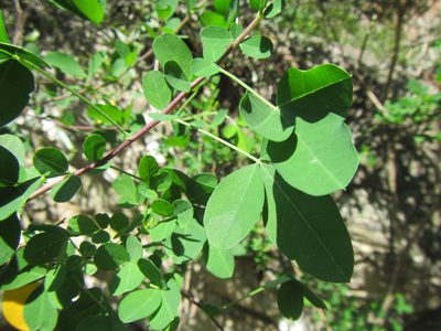 Crotalaria capensis, photographed by douglaseustonbrown