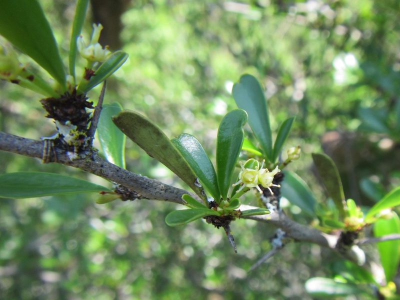 Gymnosporia capitata, photographed by douglaseustonbrown