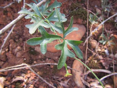 Kedrostis capensis, photographed by douglaseustonbrown