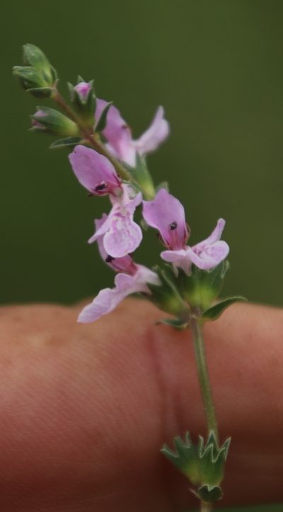 Stachys hyssopoides, photographed by Tony Rebelo