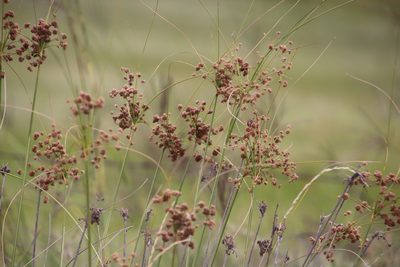 Scirpoides burkei, photographed by Tony Rebelo